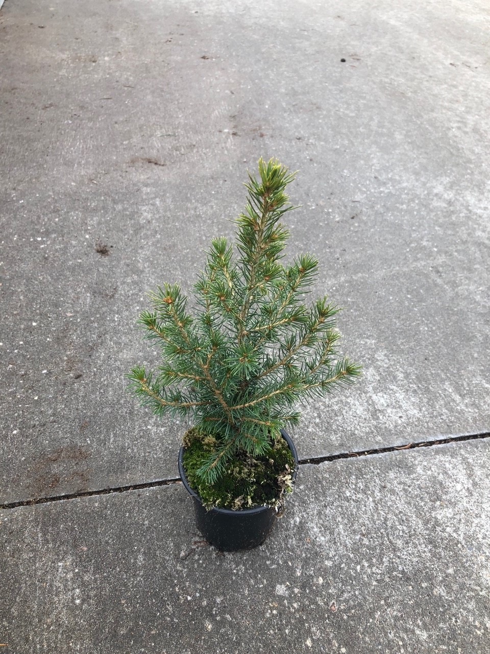 Ель канадская Коника